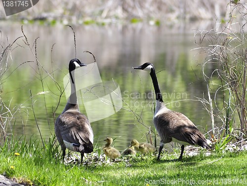 Image of canada goose family