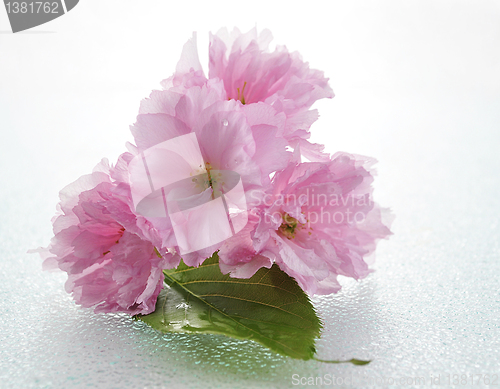 Image of almond tree pink flowers