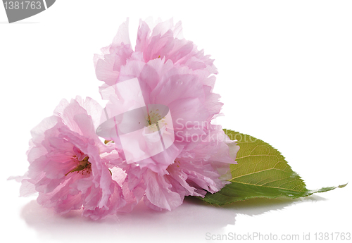 Image of almond tree pink flowers