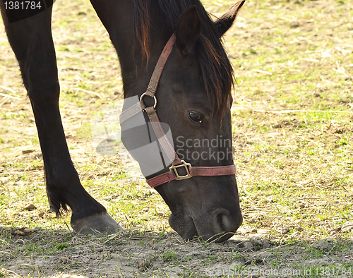 Image of horse