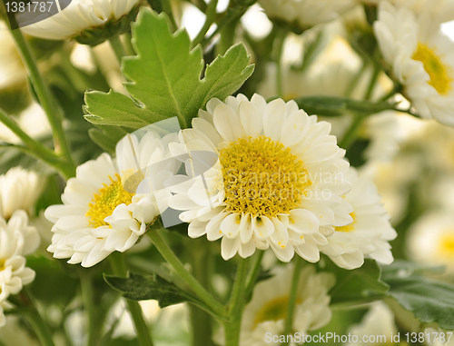 Image of spring flowers