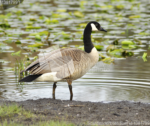 Image of canada goose 