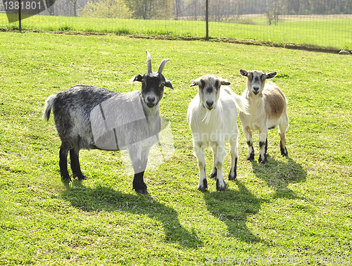 Image of goats 