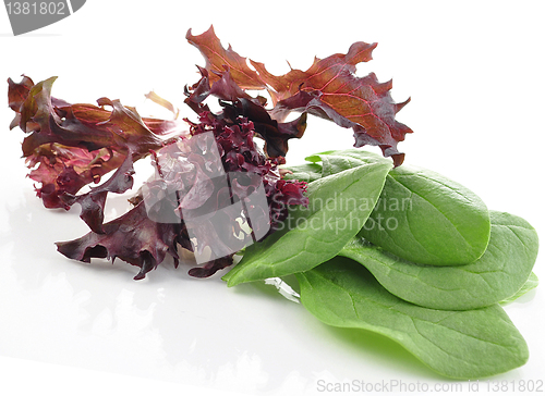 Image of salad leaves
