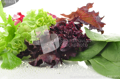 Image of salad leaves