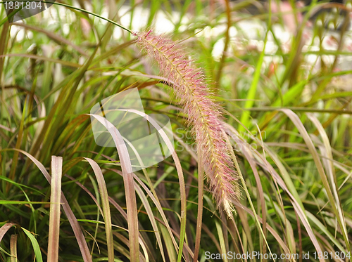 Image of decorative grass