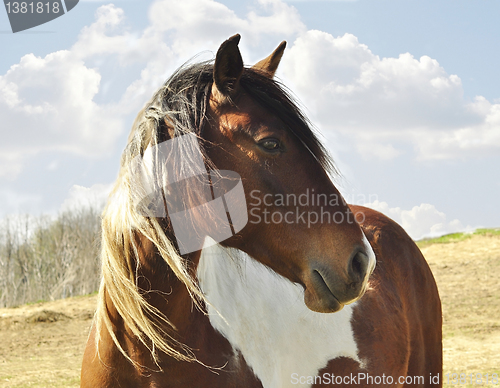 Image of horse