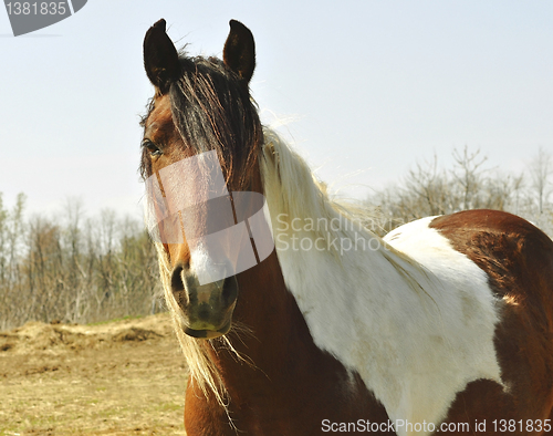 Image of horse