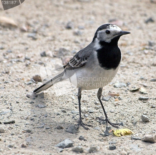 Image of White Wagtail