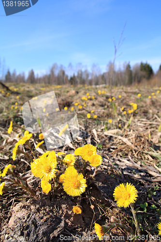 Image of yellow dandelion on spring field