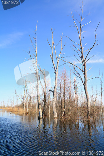 Image of dry tree amongst spring flood