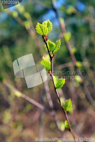 Image of spring sheet of the birch on brown background