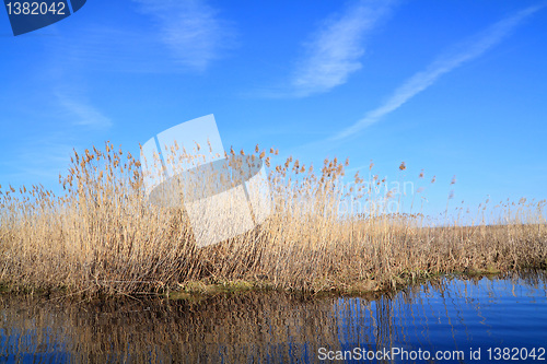 Image of dry yellow reed on lake