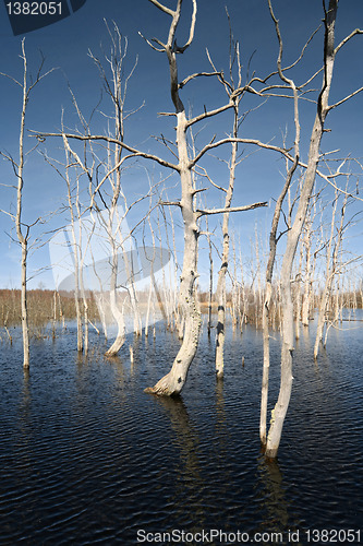 Image of dry tree amongst spring flood