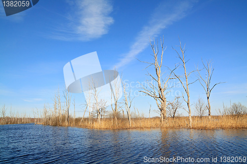 Image of dry tree amongst spring flood