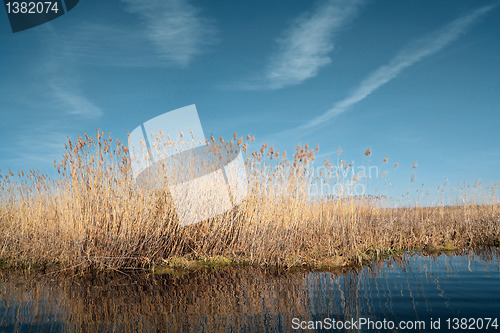 Image of dry yellow reed on lake
