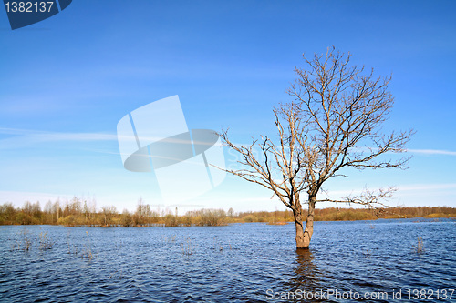 Image of small oak amongst spring flood