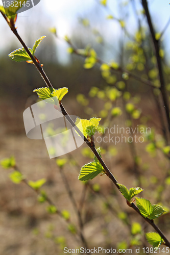 Image of spring sheet of the birch on brown background