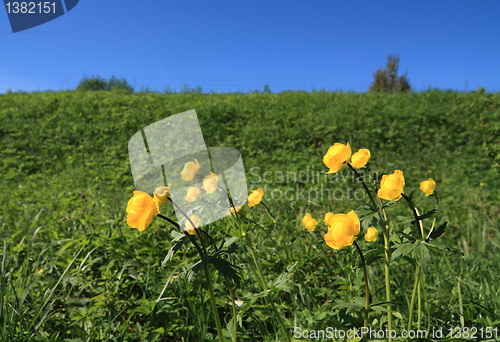 Image of flowerses globe-flower on field