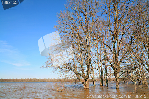 Image of oak wood amongst spring flood