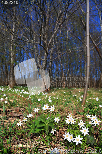 Image of white snowdrops in spring wood