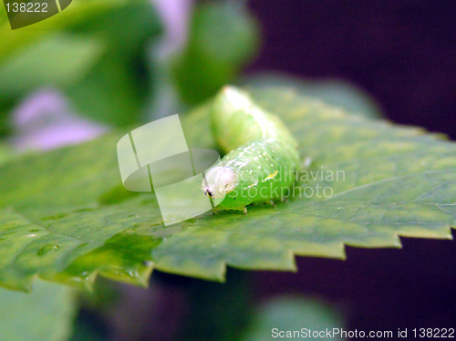 Image of caterpillar