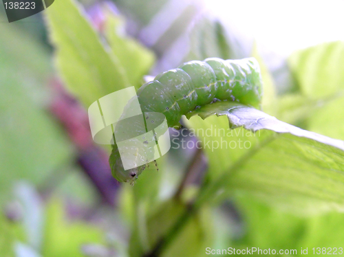 Image of caterpillar