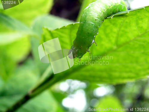 Image of caterpillar