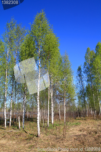Image of birch wood