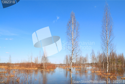 Image of birch wood in blue water