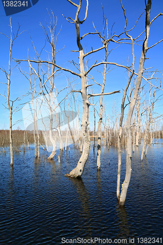 Image of dry tree amongst spring flood