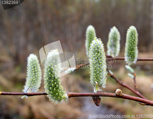 Image of wood buds