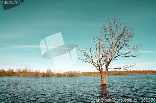 Image of small oak amongst spring flood