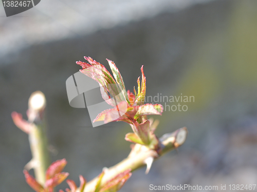 Image of Bud picture