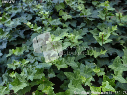 Image of Ivy picture