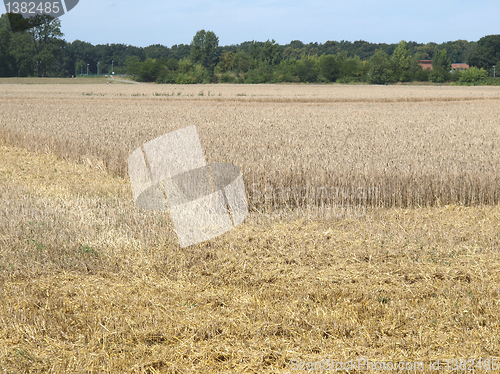 Image of Harvest picture