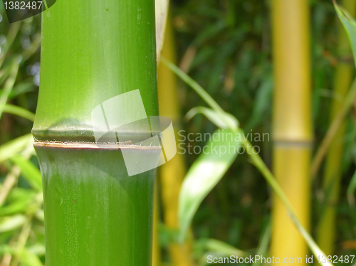 Image of Leaf picture