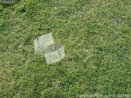 Image of Meadow