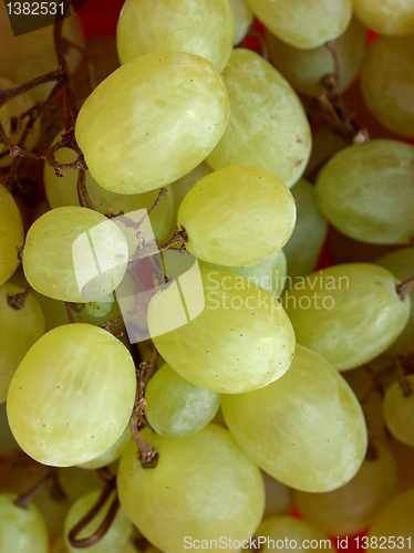 Image of Grape picture