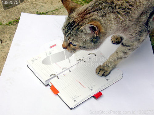 Image of Cat reading notekeeper