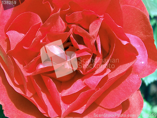 Image of Red rose