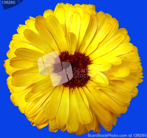 Image of Yellow flower