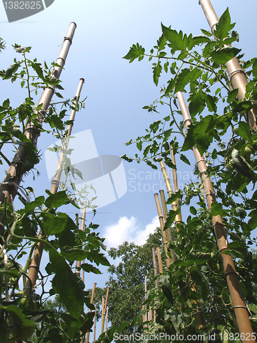 Image of Tomato plants