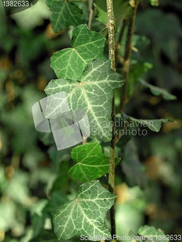 Image of Ivy picture