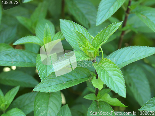 Image of Peppermint