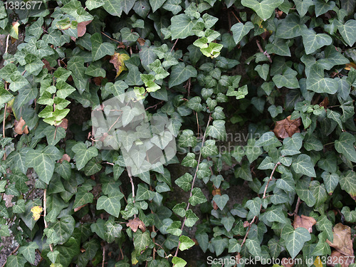 Image of Ivy picture