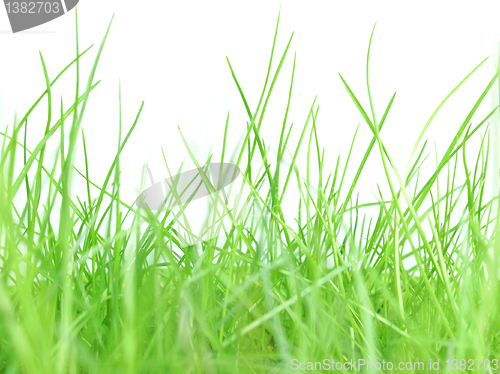 Image of Meadow picture
