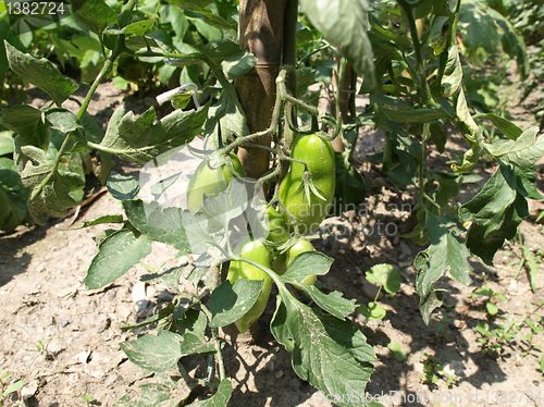 Image of Tomato plants