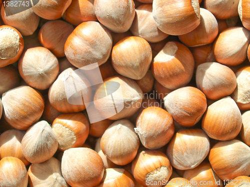 Image of Hazelnuts picture