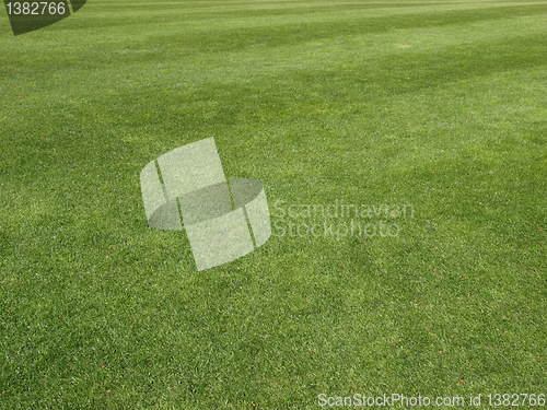 Image of Grass meadow
